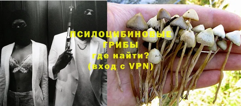 дарнет шоп  Алупка  Галлюциногенные грибы Magic Shrooms 